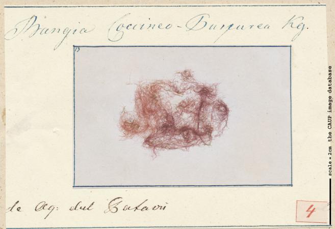 Bangia coccineopurpurea.jpg